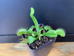 Dionaea muscipula - Venus Flytrap ‘Destroyer’