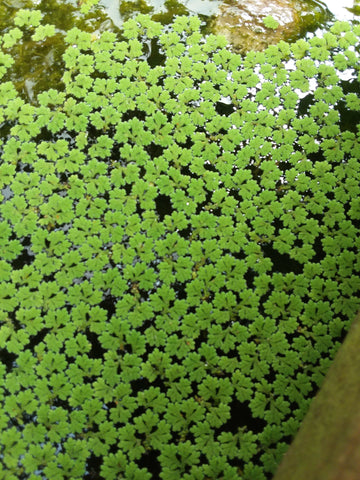 Azolla - floating water plant
