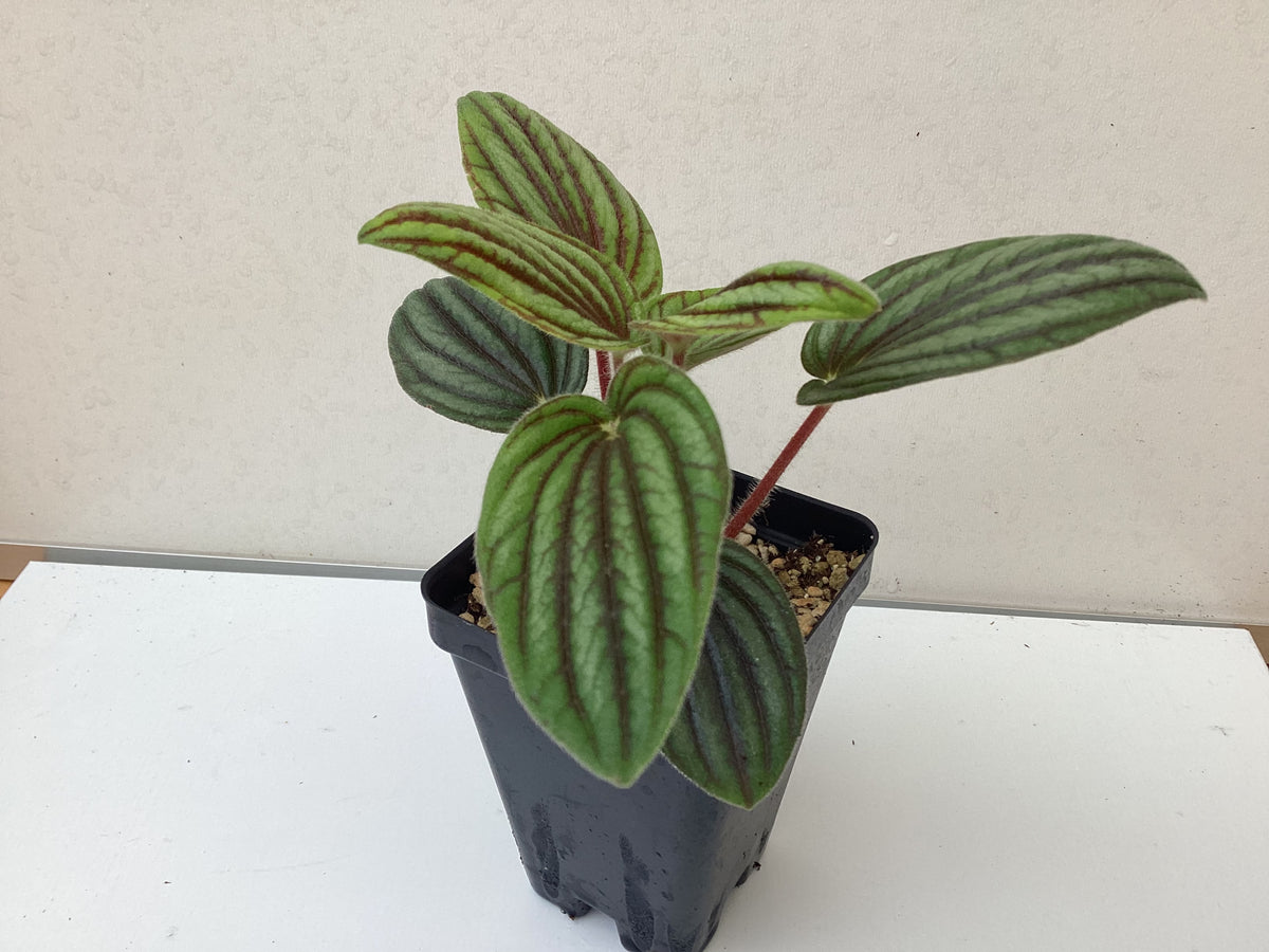 Cupid Peperomia, Variegated Peperomia Serpens, 4 inch, Heart-Shaped Leaves