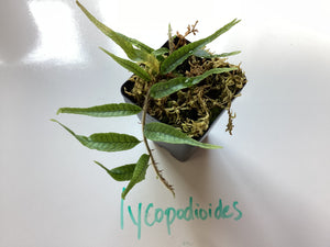 Microgramma - Neotropical snakeferns