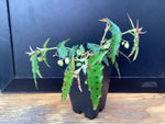 Begonia amphioxus ‘Spotted Lizard’