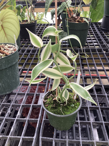 Vanilla planifolia Albo variegata