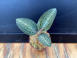 Ludochilis poly -jewel orchid