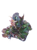 Begonia ‘Ken’s Kandy’ - 4 inch