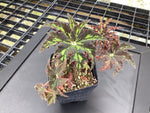 Begonia heracleifolia - 4 inch