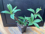 Peperomia Pereskiaefolia ‘ZigZag’