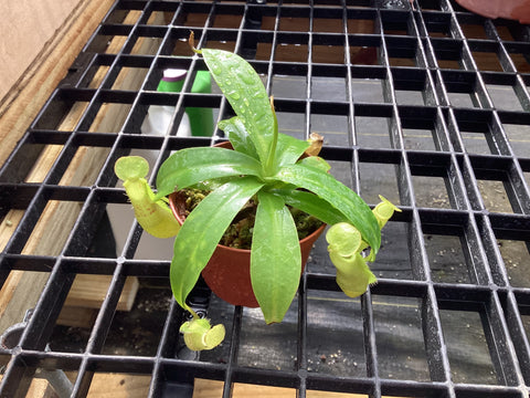 Nepenthes Sanguinea - pitcher plant