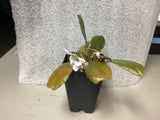 Begonia blancii mottled