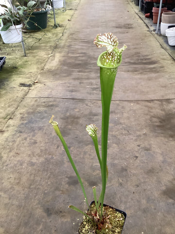 Sarracenia leucophylla - pitcher/bog plant