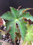 Begonia ‘Papaya Leaf’ - 4 inch