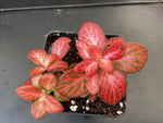 Fittonia Red Special