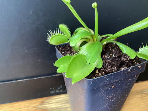 Dionaea muscipula - Venus Flytrap ‘Dutch Delight’