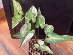 Syngonium podophyllum ‘Jade’