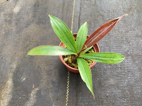 Nepenthes Suki - pitcher plant