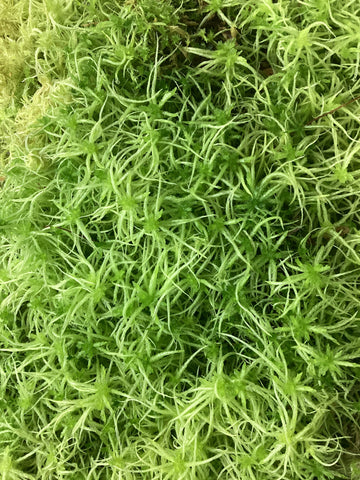 Live New Zealand Spaghnum moss