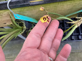 Tolumnia jairak - miniature orchids - Growers Choice