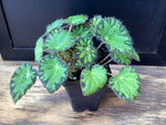 Begonia “Persian Brocade”