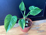 Anthurium veitchii seedling