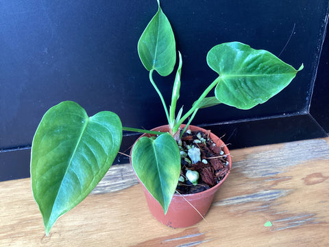 Anthurium veitchii seedling