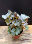Begonia ‘Five and Dime’