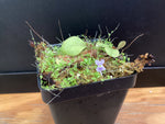 Utricularia - mixed compot