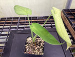 Syngonium macrophyllum