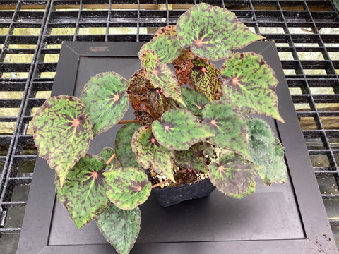 Begonia ‘Red Planet’ - 4 inch