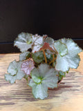 Begonia ‘Five and Dime’