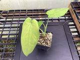 Syngonium macrophyllum