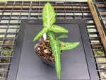 Syngonium podophyllum ‘Trileaf Wonder’
