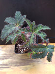 Begonia UTH-1 - 4 inch