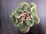 Saxifraga stolonifera ‘Tricolor’