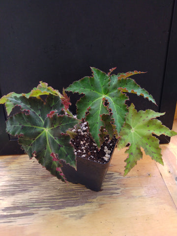 Begonia ‘Papaya Leaf’