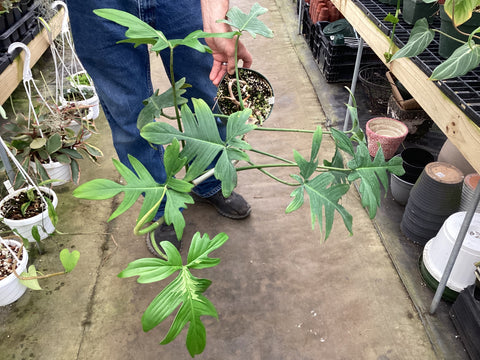 Philodendron pedatum variegated