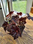 Begonia ‘Hallow’s Eve’ - 4 inch