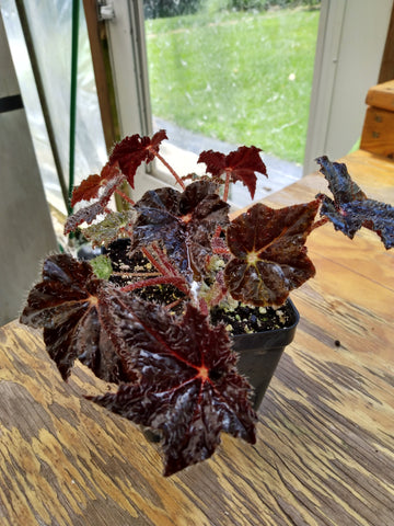 Begonia ‘Hallow’s Eve’ - 4 inch
