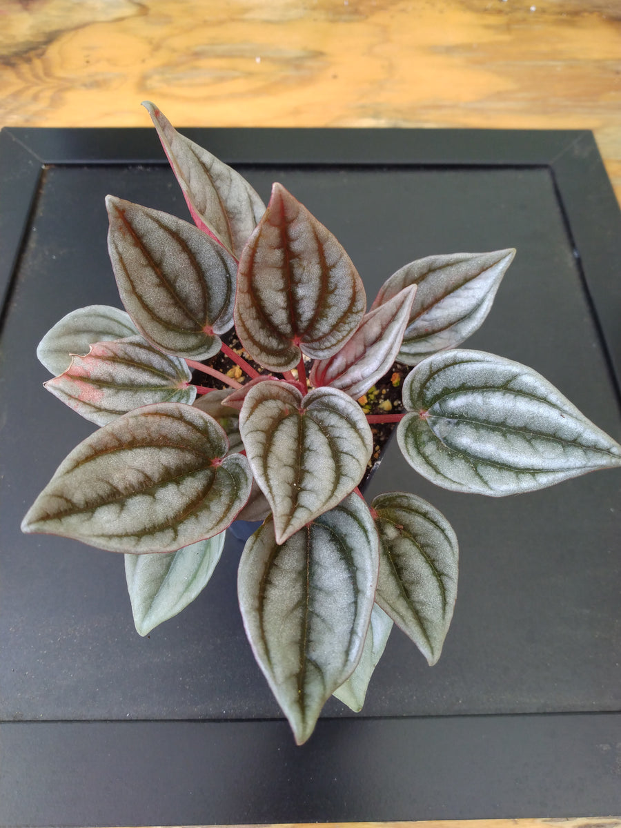 Peperomia ‘Mendoza’ – My Green Obsession