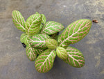 Fittonia ‘Pink Special’