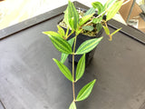 Peperomia angulata