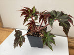 Begonia heracleifolia - 4 inch