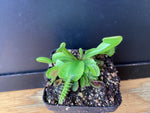 Dionaea muscipula - Venus Flytrap ‘Rouge Sombre’