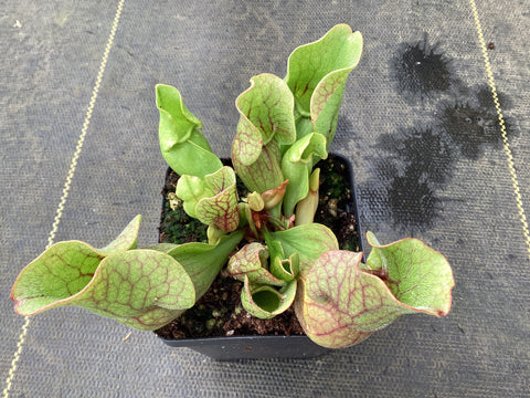 Sarracenia purpurea venosa