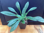 Primulina linearifolia