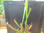 Sarracenia rubra gulfensis - pitcher/bog plant