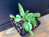 Dionaea muscipula - Venus Flytrap ‘Rouge Sombre’