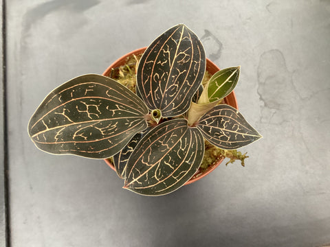 Anoectochilus chapaensis - jewel orchid