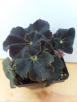 Begonia ‘Black Truffles’