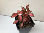 Mini Fittonia - Red Nerve Plant