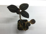 Ludochilis ‘Sea Turtle’ - Jewel Orchid