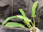Philodendron parvilobum